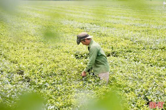 Sắc xanh trên những đồi chè ở Hà Tĩnh