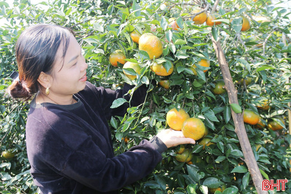 Rộn ràng mùa thu hoạch cam bù ở xã miền núi Hà Tĩnh