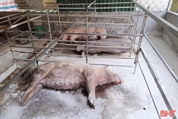Kiểm soát dịch tả lợn châu Phi, không để lây lan rộng ở Sơn Giang