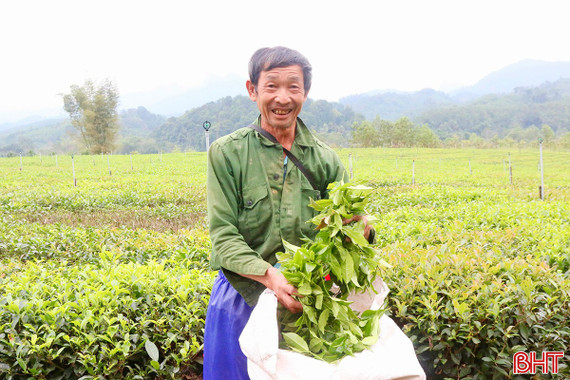 Giảm nghèo bền vững từ mô hình trồng chè ở xã Sơn Hồng