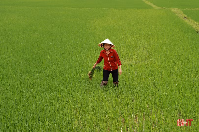Nông dân Hà Tĩnh chủ động phòng trừ sâu bệnh, đạo ôn hại lúa, quyết giành vụ xuân thắng lợi