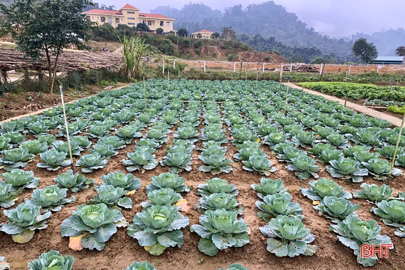 Xanh mướt vườn rau, ao hồ đầy cá ở đồn biên phòng vùng biên Hà Tĩnh