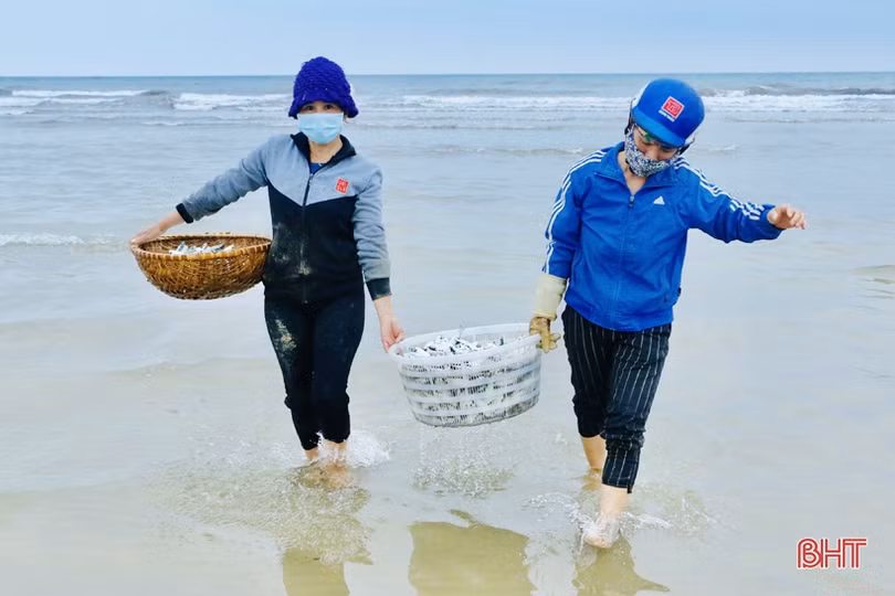 Ngư dân xã bãi ngang Hà Tĩnh trúng đậm cá trích, 2 ngày thu 15 tấn