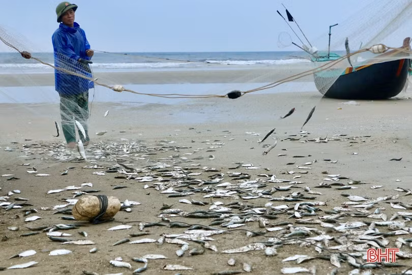 Ngư dân xã bãi ngang Hà Tĩnh trúng đậm cá trích, 2 ngày thu 15 tấn