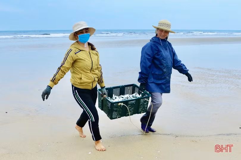 Ngư dân xã bãi ngang Hà Tĩnh trúng đậm cá trích, 2 ngày thu 15 tấn