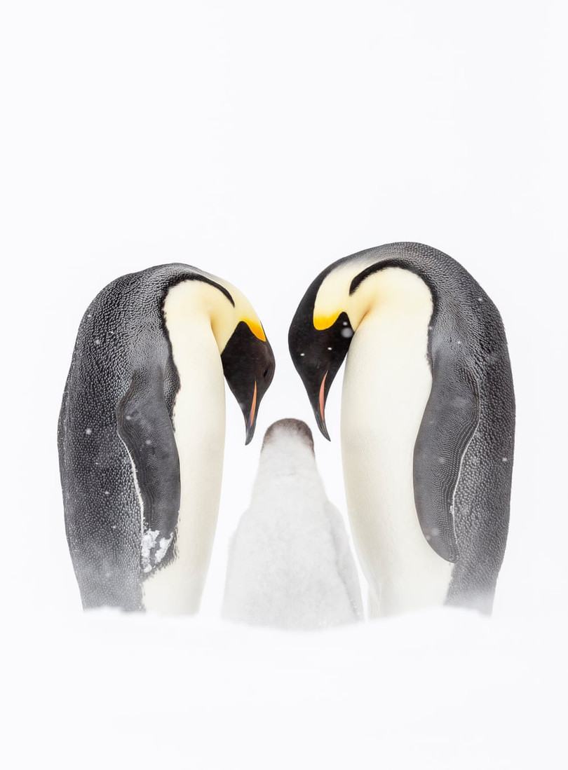 Mê mẩn loạt tác phẩm đoạt giải ảnh quốc tế Frank Hurley