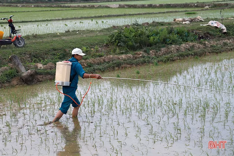 Nông dân Hà Tĩnh chủ động phòng trừ sâu bệnh, đạo ôn hại lúa, quyết giành vụ xuân thắng lợi