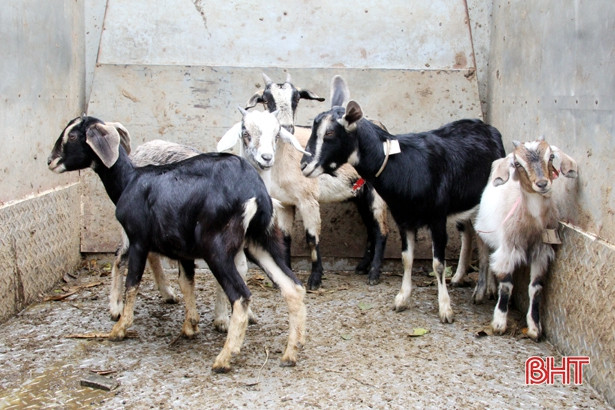 16 hộ nghèo ở Hương Sơn được hỗ trợ dê giống