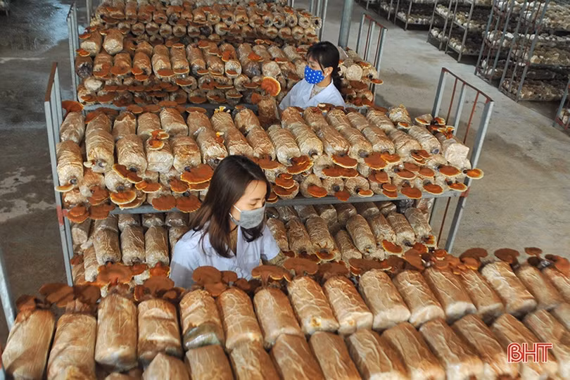 Khoa học công nghệ mở hướng phát triển nông nghiệp hữu cơ