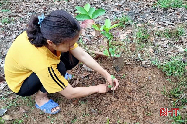 Trao 3.000 con gà giống, 100 cây ổi cho chị em phụ nữ nghèo Hương Sơn