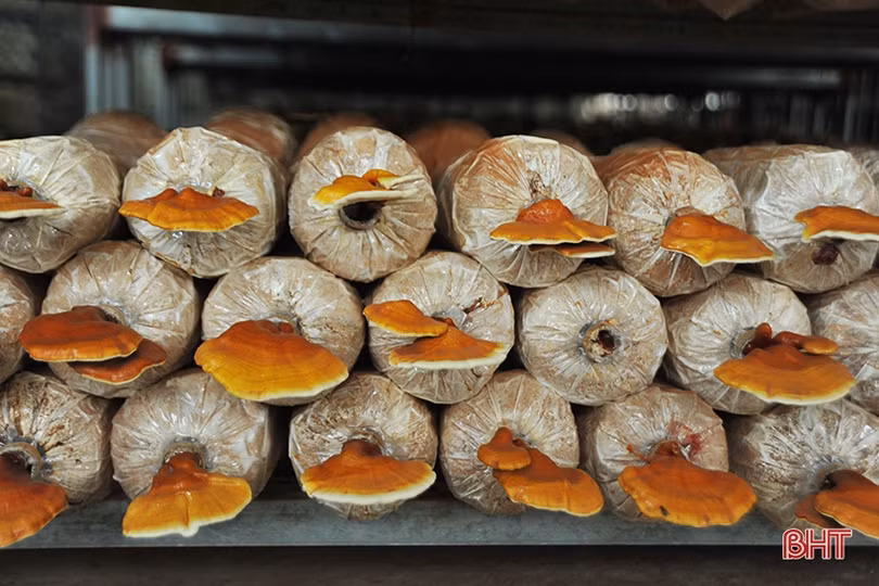 Cận cảnh loại nấm có khả năng chữa trị ung thư, ức chế sự nhân lên của HIV ở Hà Tĩnh