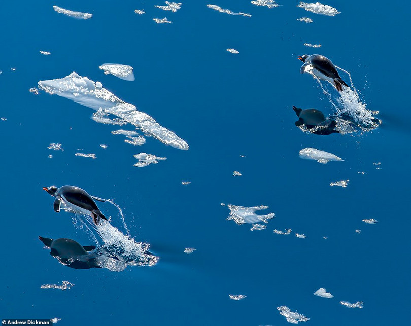 Mê mẩn loạt tác phẩm đoạt giải ảnh quốc tế Frank Hurley