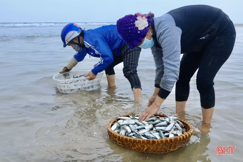 Ngư dân xã bãi ngang Hà Tĩnh trúng đậm cá trích, 2 ngày thu 15 tấn
