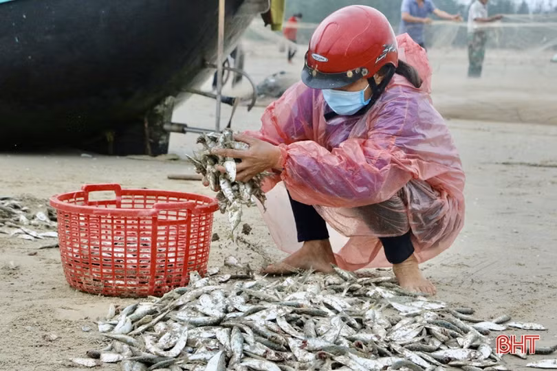 Ngư dân xã bãi ngang Hà Tĩnh trúng đậm cá trích, 2 ngày thu 15 tấn