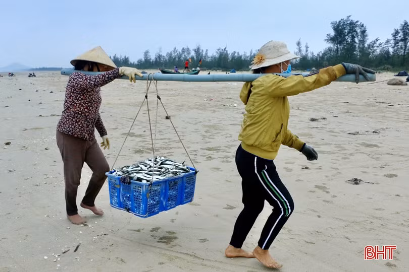 Ngư dân xã bãi ngang Hà Tĩnh trúng đậm cá trích, 2 ngày thu 15 tấn