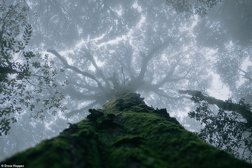 Mê mẩn loạt tác phẩm đoạt giải ảnh quốc tế Frank Hurley