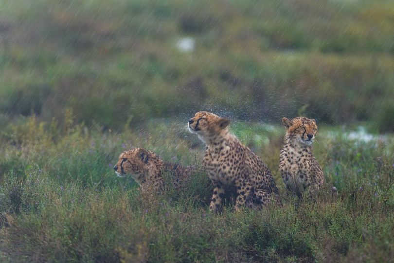 Mê mẩn loạt tác phẩm đoạt giải ảnh quốc tế Frank Hurley
