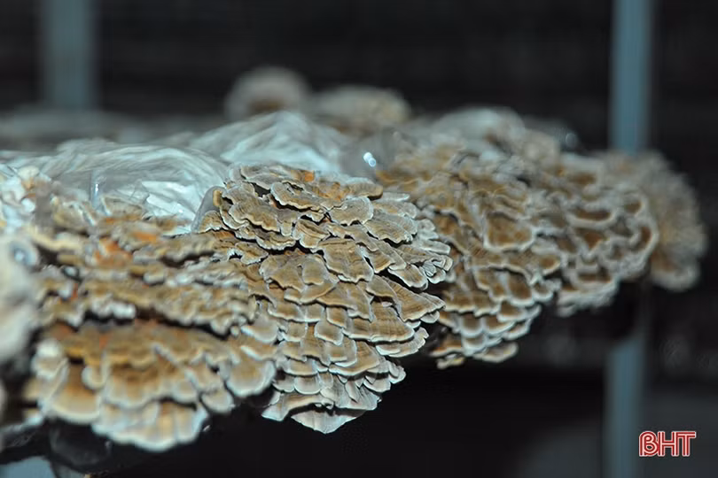 Cận cảnh loại nấm có khả năng chữa trị ung thư, ức chế sự nhân lên của HIV ở Hà Tĩnh