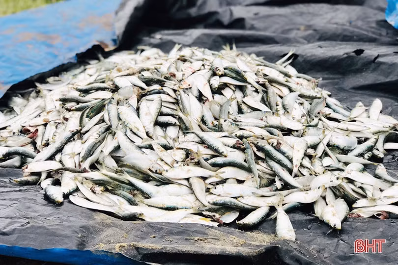 Ngư dân xã bãi ngang Hà Tĩnh trúng đậm cá trích, 2 ngày thu 15 tấn