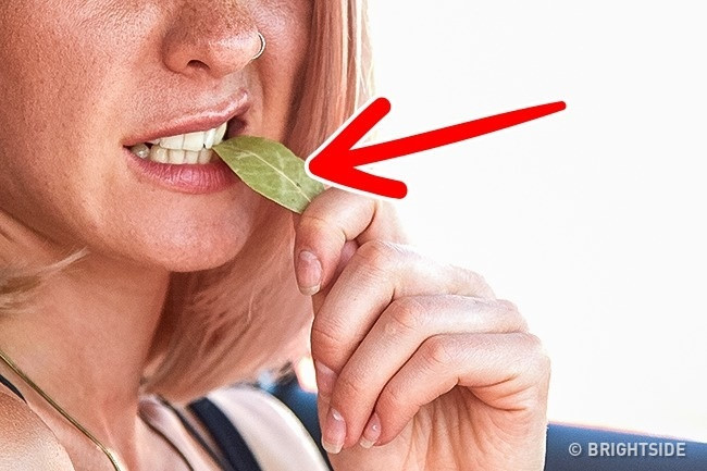 Lá nguyệt quế giúp chống say xe: Để hạn chế trường hợp say xe, bạn chỉ cần ngậm một chiếc lá nguyệt quế dưới lưỡi. Lá nguyệt quế có chứa nhiều chất đặc biệt giúp thư giãn dạ dày và hệ thần kinh. Tất nhiên, còn nhiều cách khác như dùng vỏ quýt, chanh tươi. 12 meo hay tu cac tai xe giau kinh nghiem