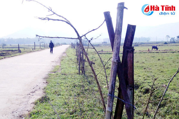 hang tram cay xanh vua trong da chet tro goc