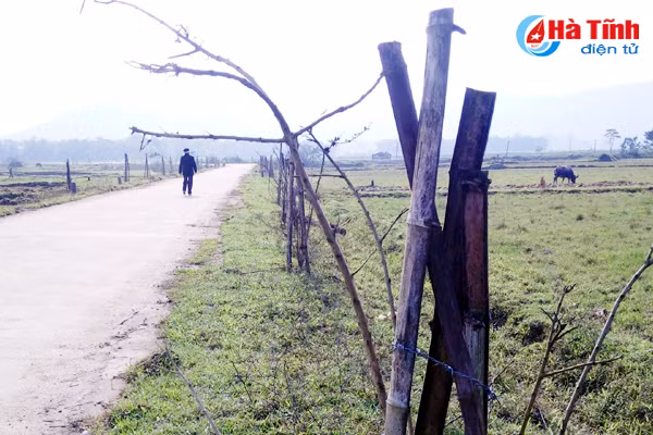 hang tram cay xanh vua trong da chet tro goc