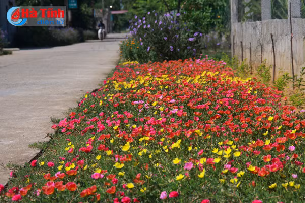 photo dep me hon nhung duong hoa nong thon moi cam yen