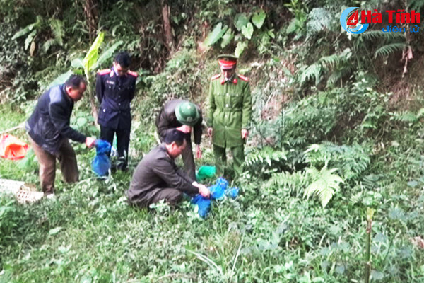 tha 15 ca the cay va rua dat ve lai rung huong son