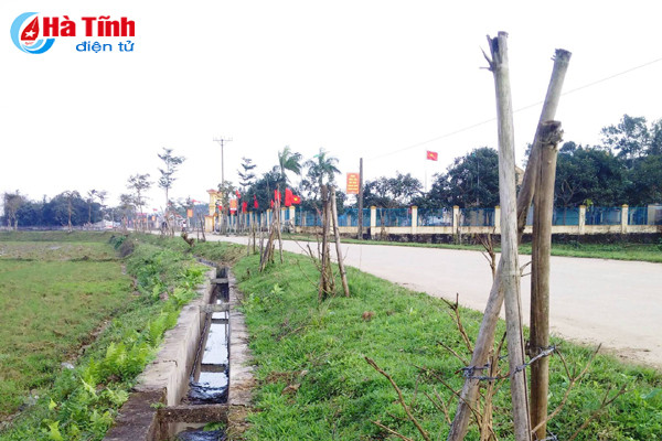 hang tram cay xanh vua trong da chet tro goc