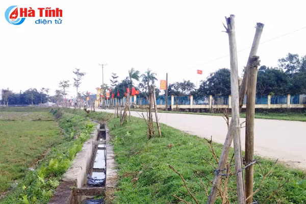 hang tram cay xanh vua trong da chet tro goc