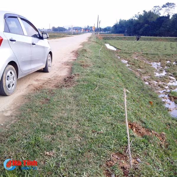 hang tram cay xanh vua trong da chet tro goc