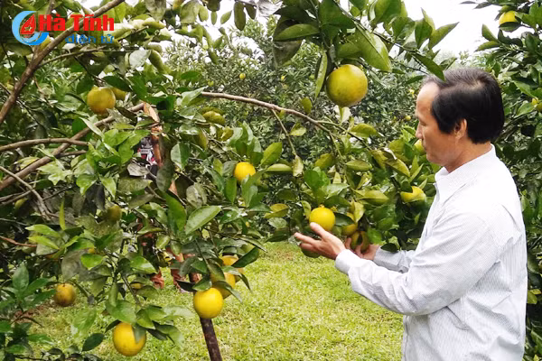 vu quang se thu hang tram ty nho cam duoc mua gia cao