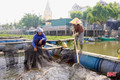 Người nuôi trồng thuỷ sản ứng phó với mùa mưa bão