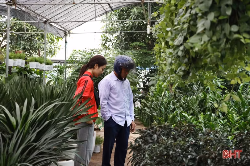 Hà Tĩnh: Hoa, cây cảnh có ý nghĩa phong thủy, tài lộc hút khách