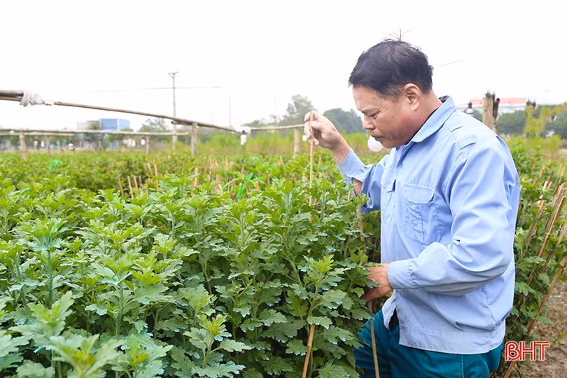Làng hoa, làng rau Hà Tĩnh “hối hả” vào mùa cao điểm
