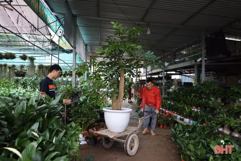 Hà Tĩnh: Hoa, cây cảnh có ý nghĩa phong thủy, tài lộc hút khách
