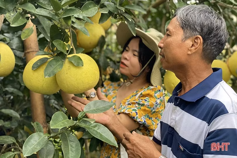 Hà Tĩnh phát triển nông nghiệp theo hướng hàng hóa quy mô lớn