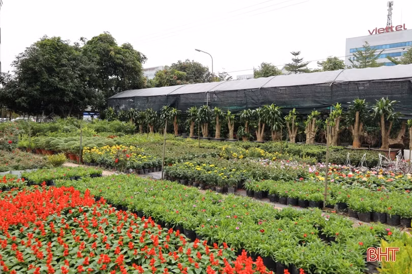 Hà Tĩnh: Hoa, cây cảnh có ý nghĩa phong thủy, tài lộc hút khách
