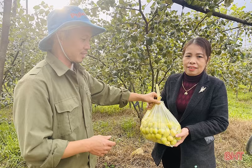 “Lạc lối” trong vườn táo trĩu quả của anh nông dân Hà Tĩnh