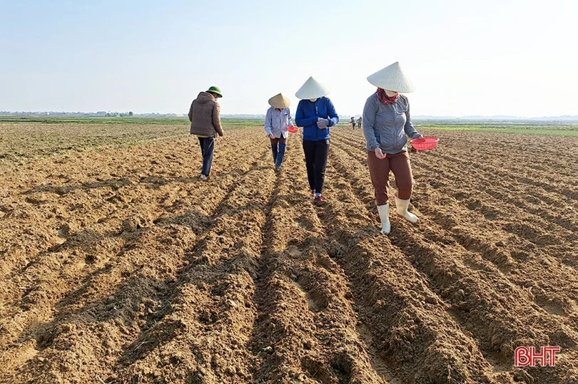 Nông dân Nghi Xuân ra đồng gieo trỉa ngô vụ xuân năm 2023