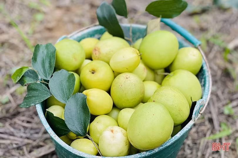 “Lạc lối” trong vườn táo trĩu quả của anh nông dân Hà Tĩnh