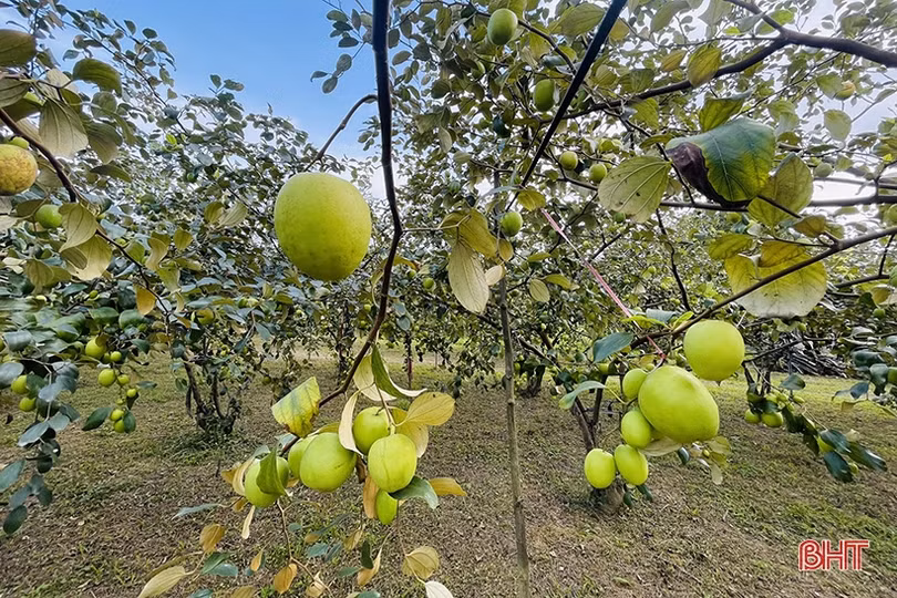“Lạc lối” trong vườn táo trĩu quả của anh nông dân Hà Tĩnh