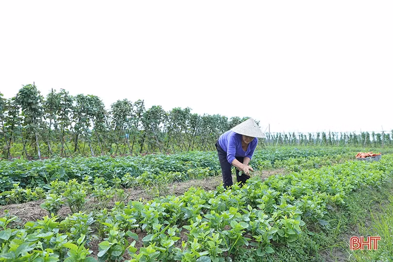 Nguồn cung ổn định nhưng giá rau xanh tại Hà Tĩnh vẫn không “giảm sâu”