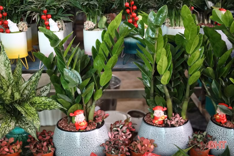 Hà Tĩnh: Hoa, cây cảnh có ý nghĩa phong thủy, tài lộc hút khách