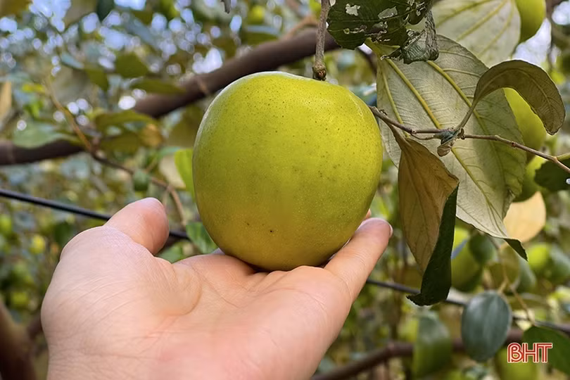 “Lạc lối” trong vườn táo trĩu quả của anh nông dân Hà Tĩnh