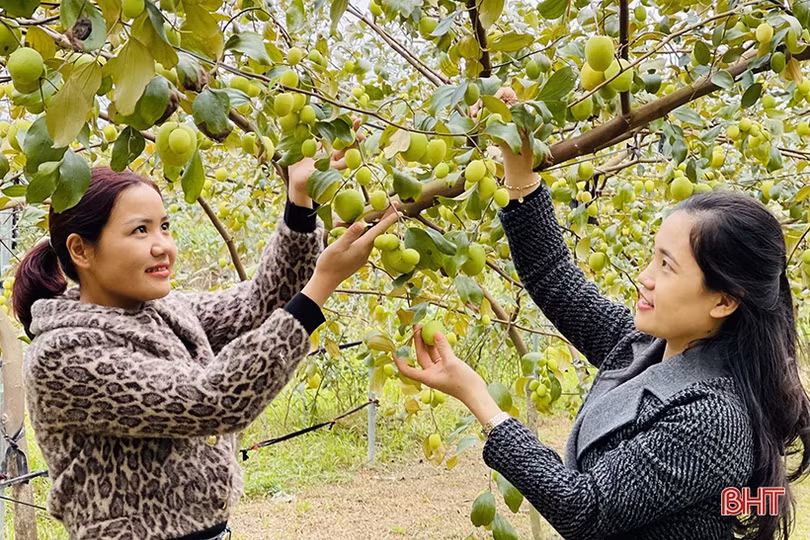 “Lạc lối” trong vườn táo trĩu quả của anh nông dân Hà Tĩnh