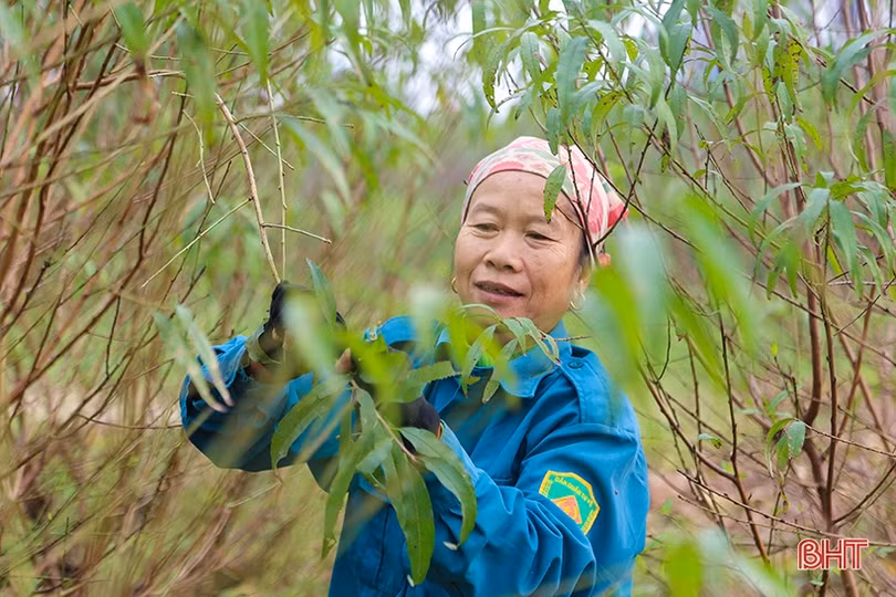 Làng hoa, làng rau Hà Tĩnh “hối hả” vào mùa cao điểm
