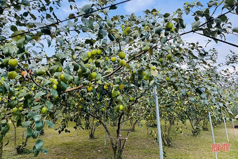 “Lạc lối” trong vườn táo trĩu quả của anh nông dân Hà Tĩnh