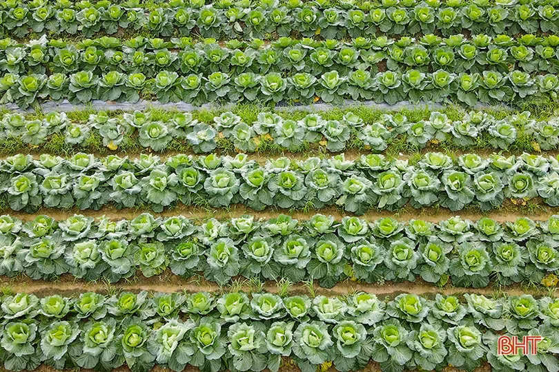 Làng hoa, làng rau Hà Tĩnh “hối hả” vào mùa cao điểm