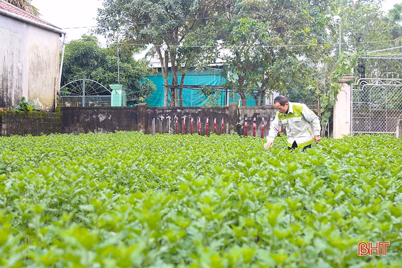 Làng hoa, làng rau Hà Tĩnh “hối hả” vào mùa cao điểm